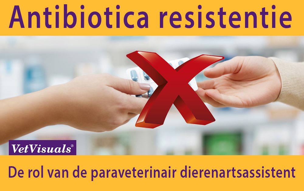 Antibiotica resistentie dierenarts dierenartsassistent