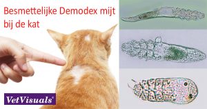 demodex kat