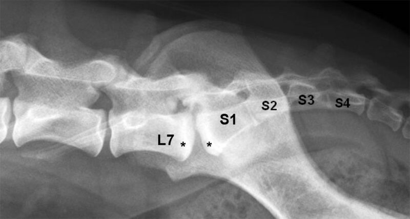Degeneratieve lumbosacrale stenose (DLSS) bij de hond