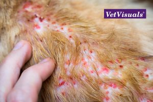 Allergische jeuk: oclacitinib versus lokivetmab dierenarts veterinaire nascholing