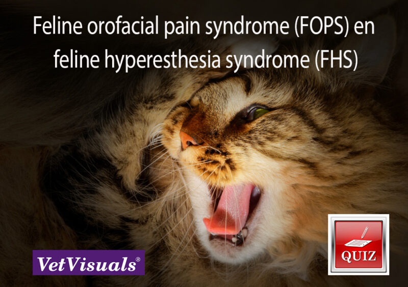 Feline orofacial pain syndrome (FOPS) en feline hyperesthesia syndrome (FHS)