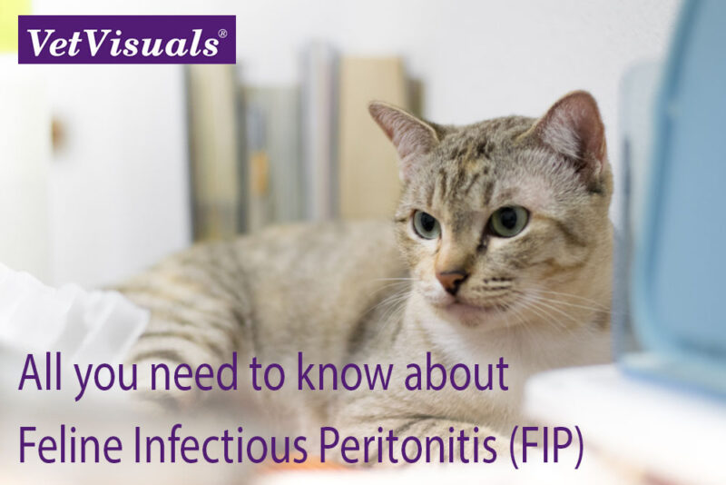 Feline Infectious Peritonitis FIP