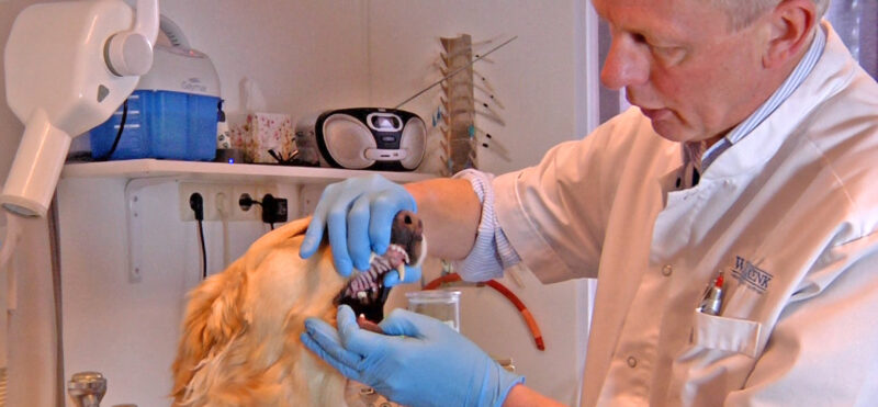Gebitsonderzoek en gebitsbehandeling uitvoering hond