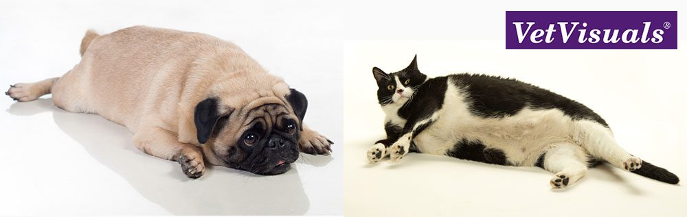 Obesitas bij de hond en kat dierenartsassistent-paraveterinair