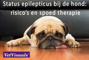 Status epilepticus bij de hond
