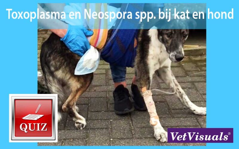 Toxoplasma en Neospora spp. bij kat en hond dierenarts veterinai