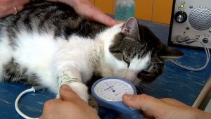 dierenarts veterinaire nascholing cursus cpd online bloeddruk kat hypertensie dierenartsassistent