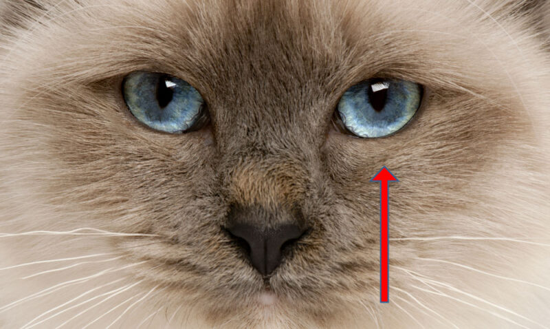oogonderzoek kat