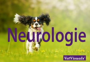 neurologie neurologisch onderzoek dierenarts