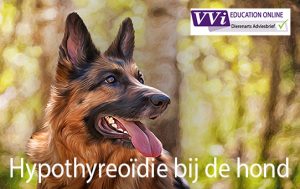 hypothyreoïdie hond
