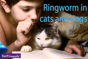 ringworm cats dogs