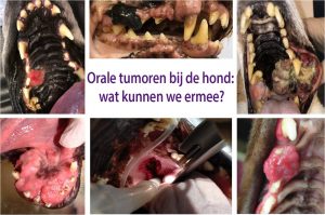 orale tumoren hond