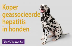 Koper geassocieerde hepatitis in honden
