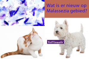 Wat is er nieuw op Malassezia gebied?