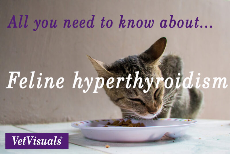 Hyperthyreoïdie bij de kat