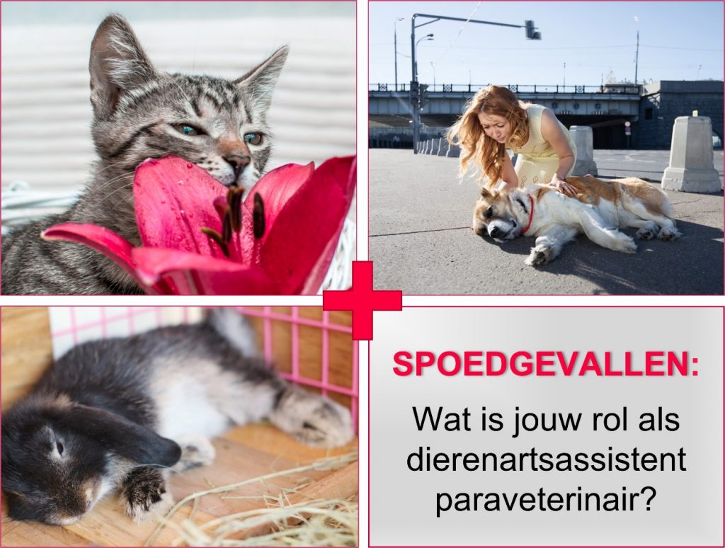 Plaatsen van een intraveneuze katheter bij de hond en kat