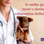 Cobalamine deficiëntie, oftewel een gebrek aan vitamine B12, is een zwaar onderschat probleem bij mens en dier.